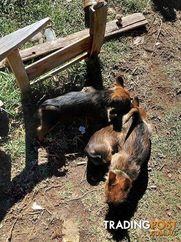 Pure bred Australian Terrier puppies for sale - photo 3 of 4