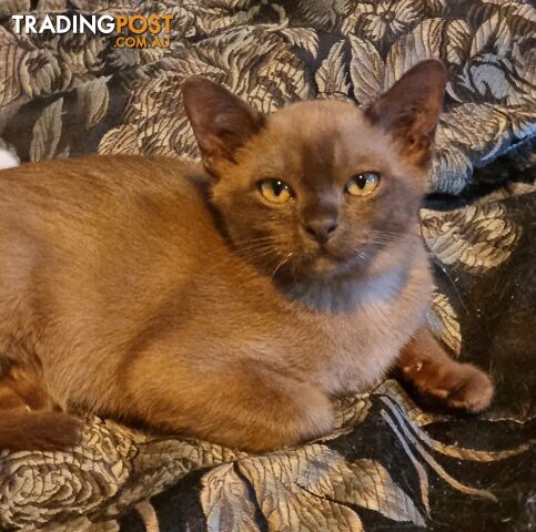 Pedigreed Burmese Kittens For Sale Qld