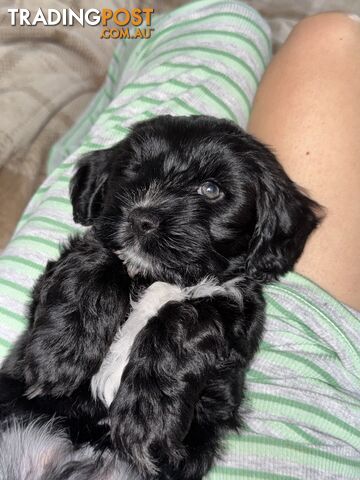 Beautiful Miniature cockerspaniel X