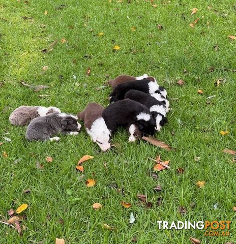 PURE BRED LONG HAIRED BORDER COLLIE PUPPIES