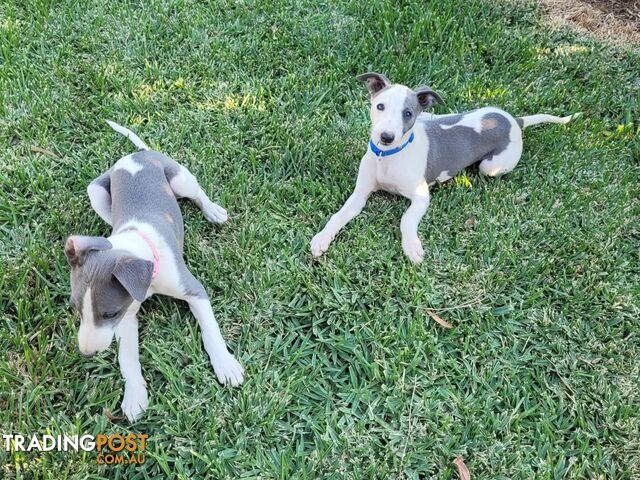 Whippet pups
