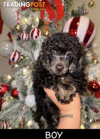 Toy poodle puppys