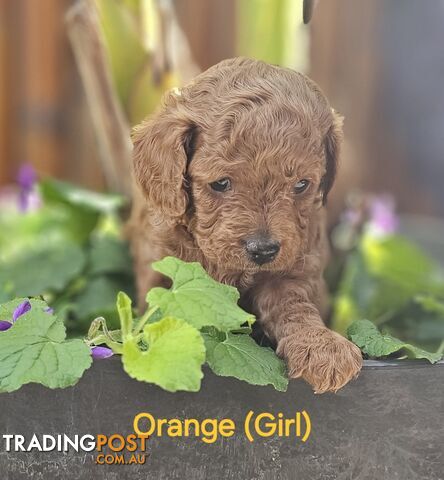 Gorgeous Ruby Red Cavoodles