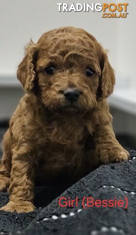 Gorgeous Ruby Red Cavoodles