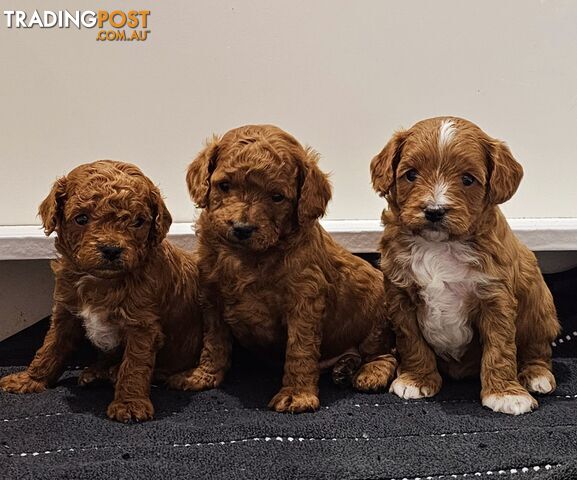 Gorgeous Ruby Red Cavoodles