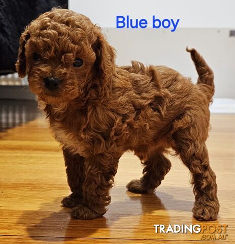 Gorgeous Ruby Red Cavoodles