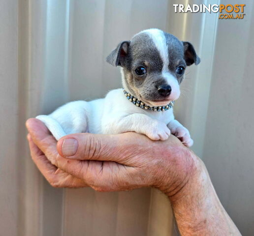 Teacup Chihuahuas