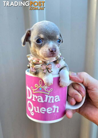 Teacup Chihuahuas