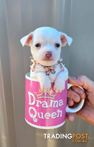 Teacup Chihuahuas