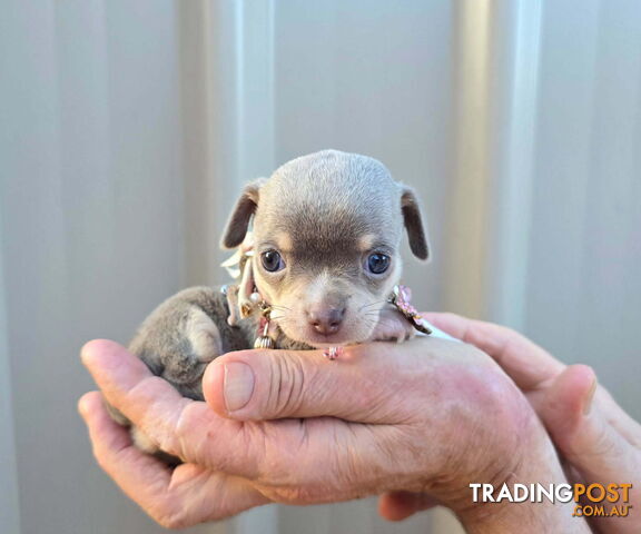 Teacup Chihuahuas