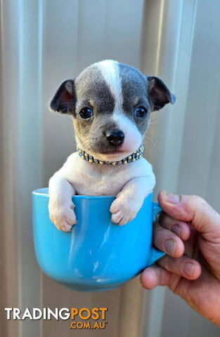 Teacup Chihuahuas