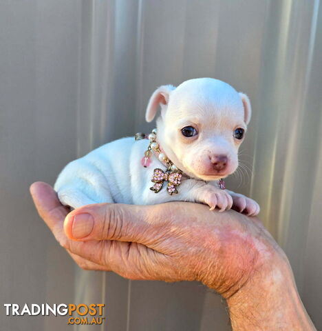 Teacup Chihuahuas