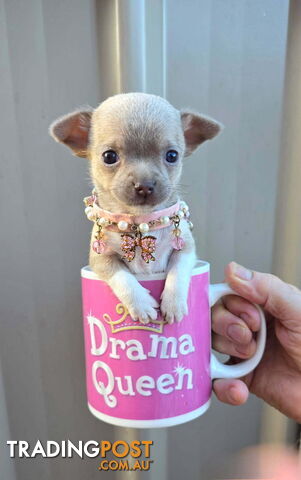 Teacup Chihuahuas