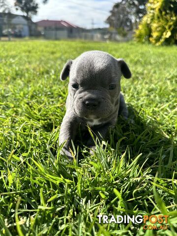 5 week old Pure breed French bulldog puppies