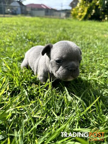 5 week old Pure breed French bulldog puppies