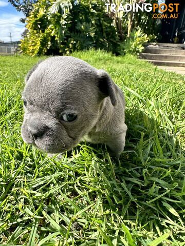 5 week old Pure breed French bulldog puppies