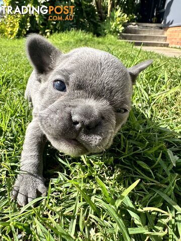 5 week old Pure breed French bulldog puppies