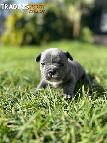 5 week old Pure breed French bulldog puppies