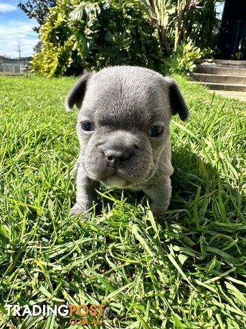 5 week old Pure breed French bulldog puppies