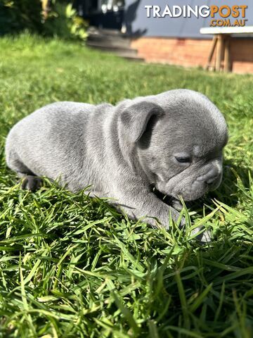 5 week old Pure breed French bulldog puppies