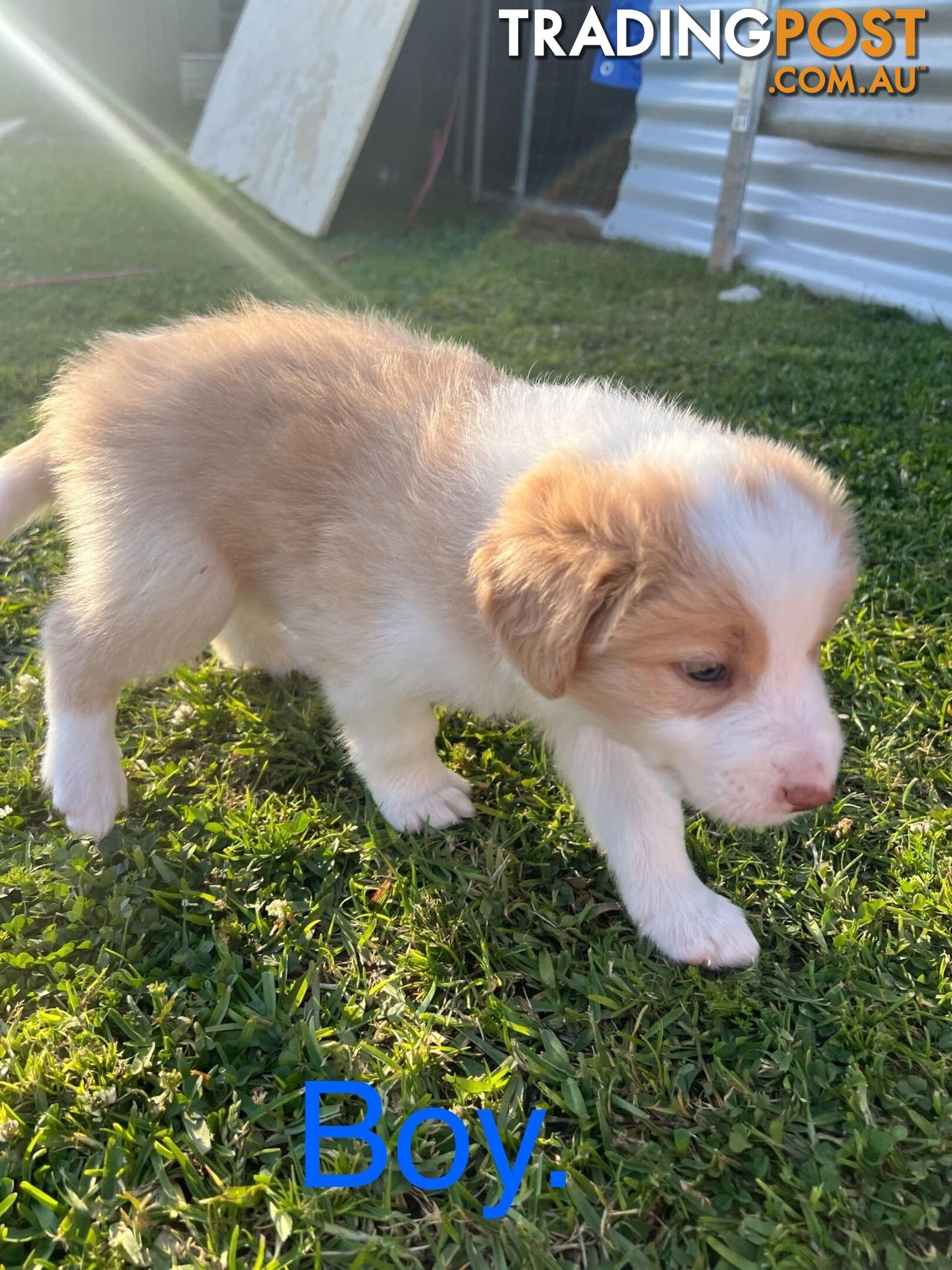 Pure bread border collie puppies