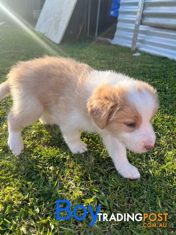 Pure bread border collie puppies