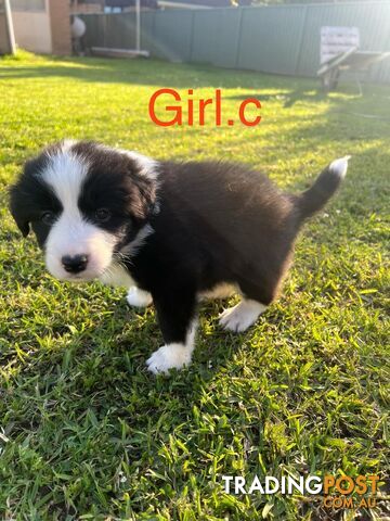 Pure bread border collie puppies