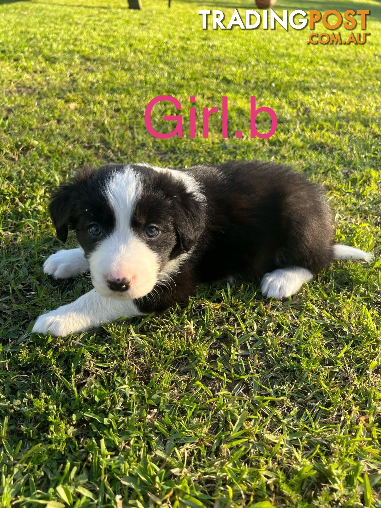 Pure bread border collie puppies