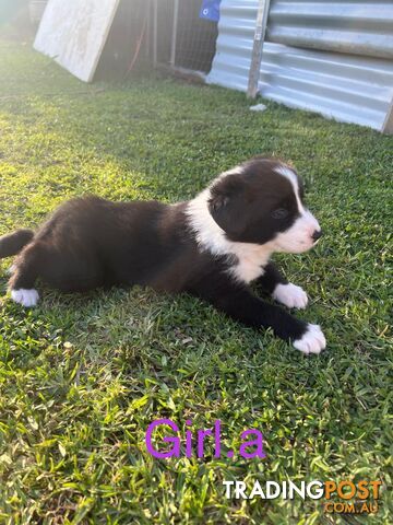 Pure bread border collie puppies