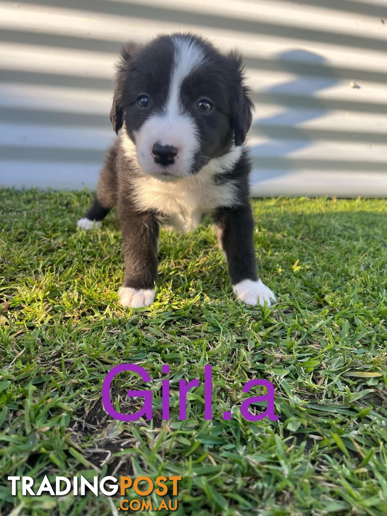 Pure bread border collie puppies