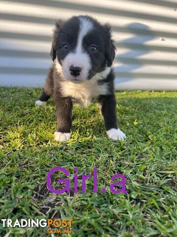 Pure bread border collie puppies