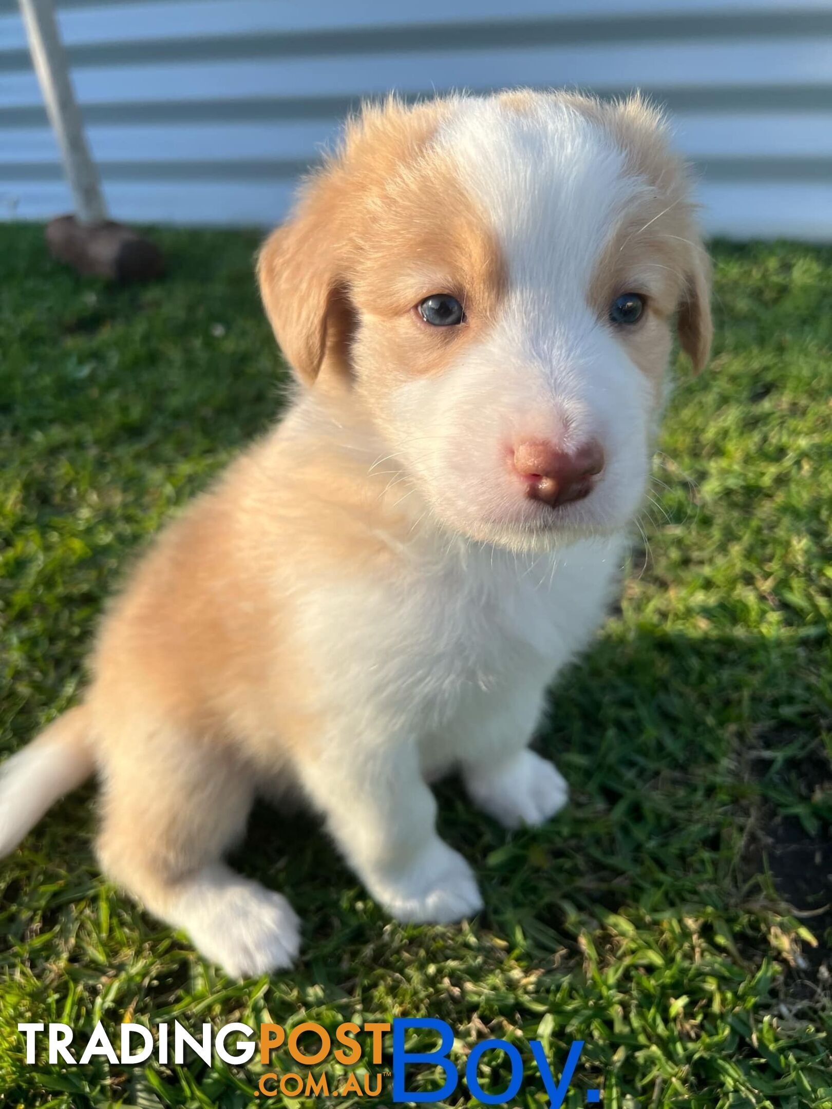 Pure bread border collie puppies