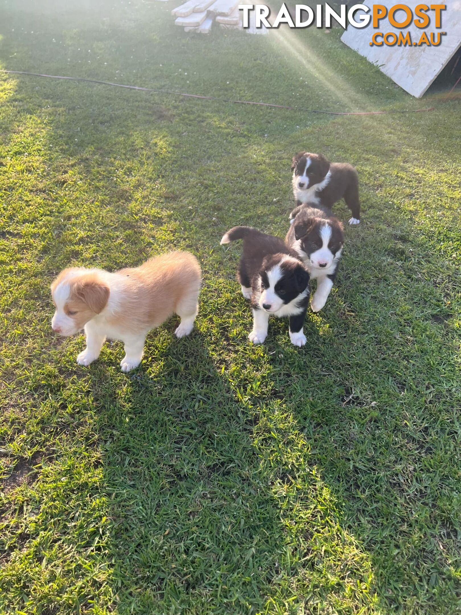 Pure bread border collie puppies