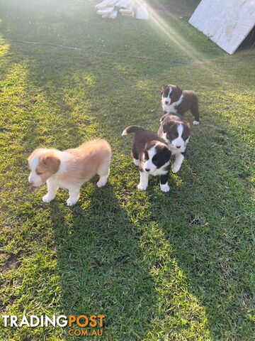 Pure bread border collie puppies