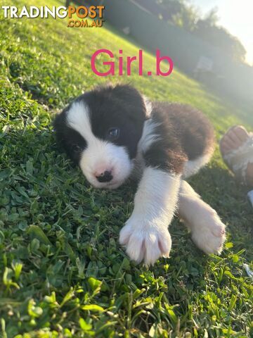 Pure bread border collie puppies