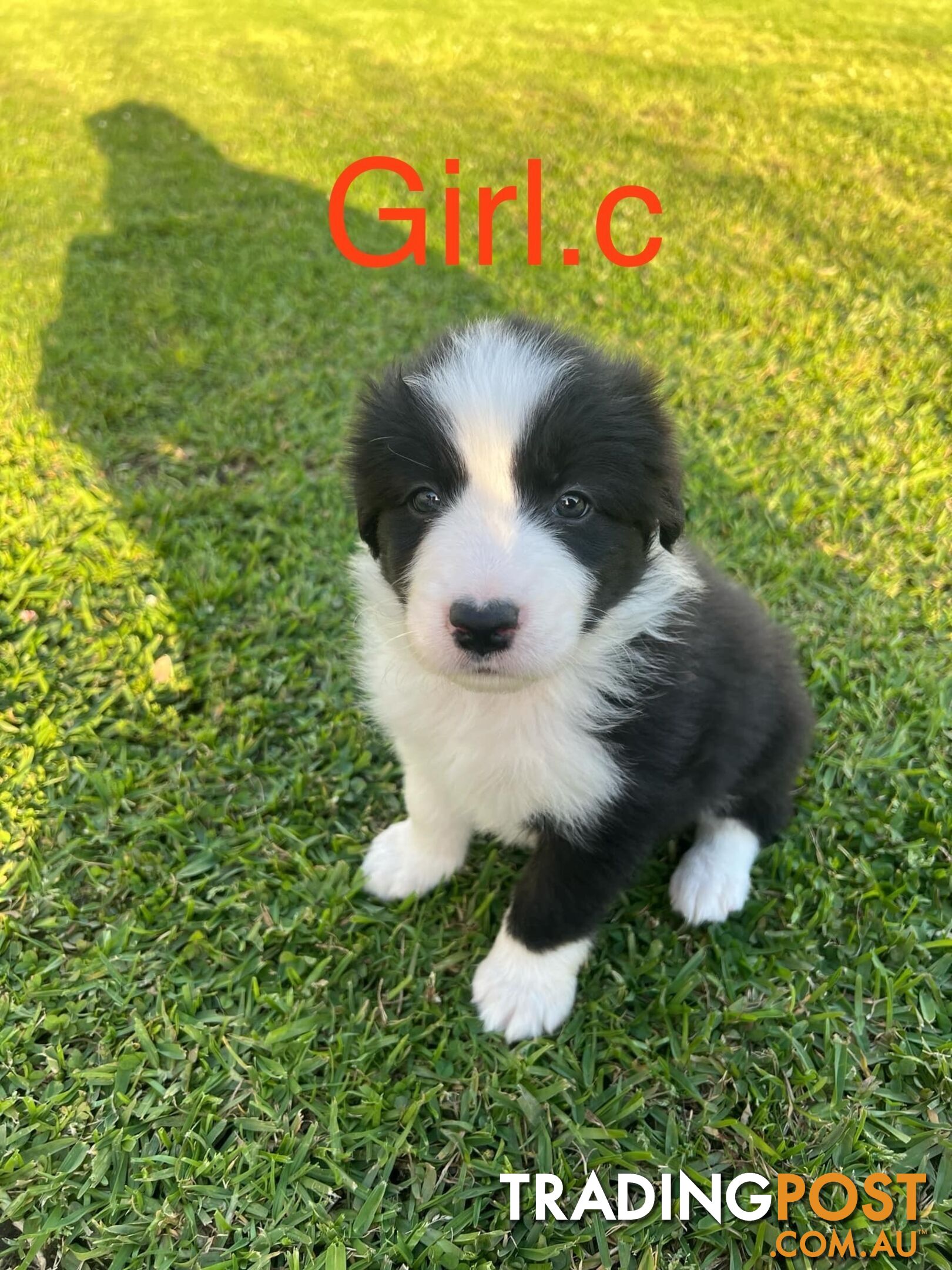 Pure bread border collie puppies