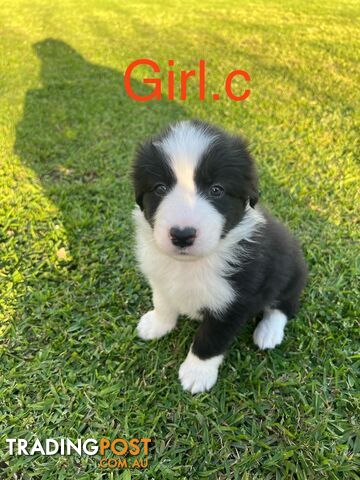 Pure bread border collie puppies