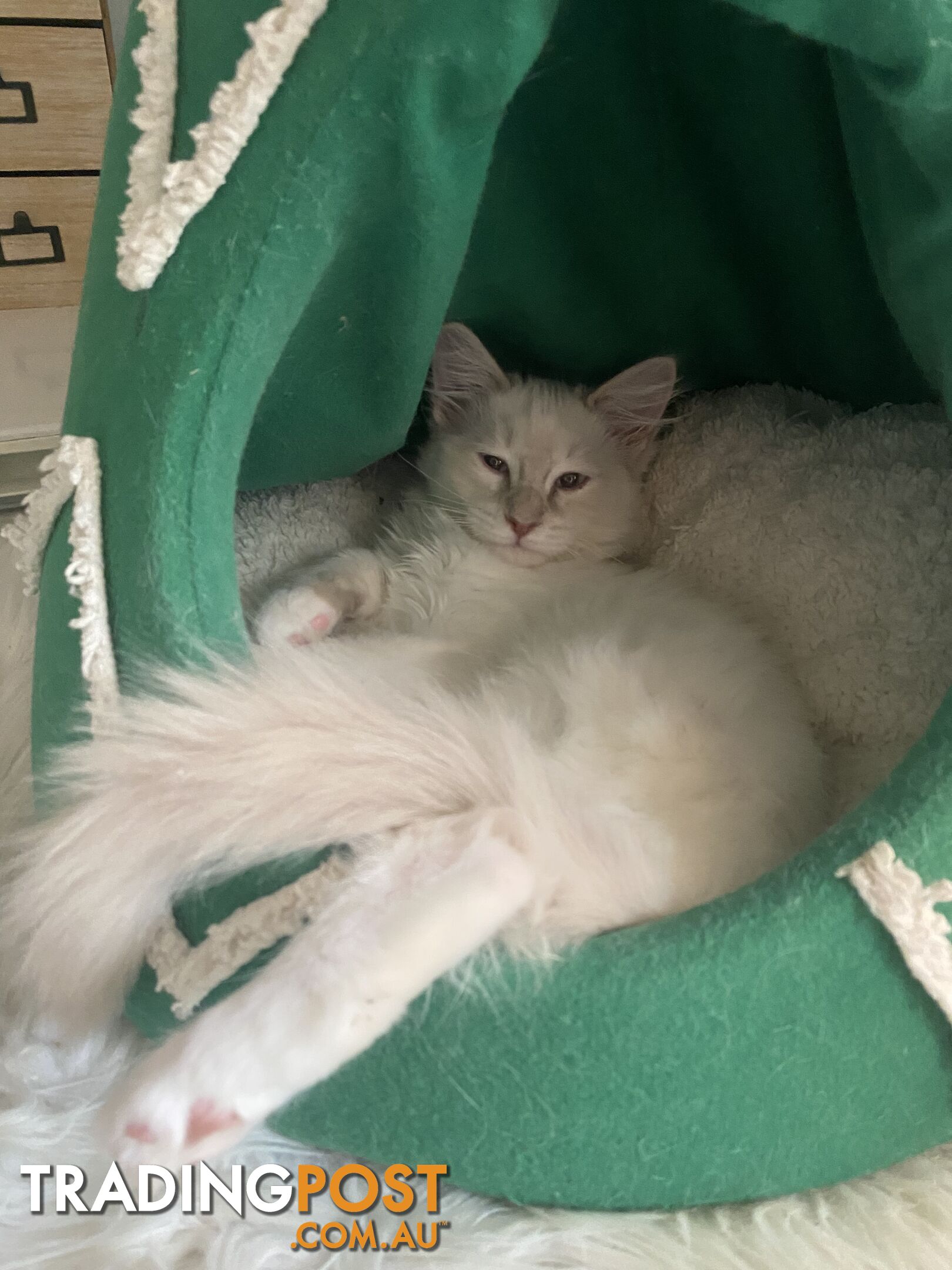 Beautifully Coloured Ragdoll Kittens 🐱 (TWO SOLD)