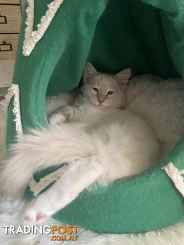 Beautifully Coloured Ragdoll Kittens 🐱 (TWO SOLD)