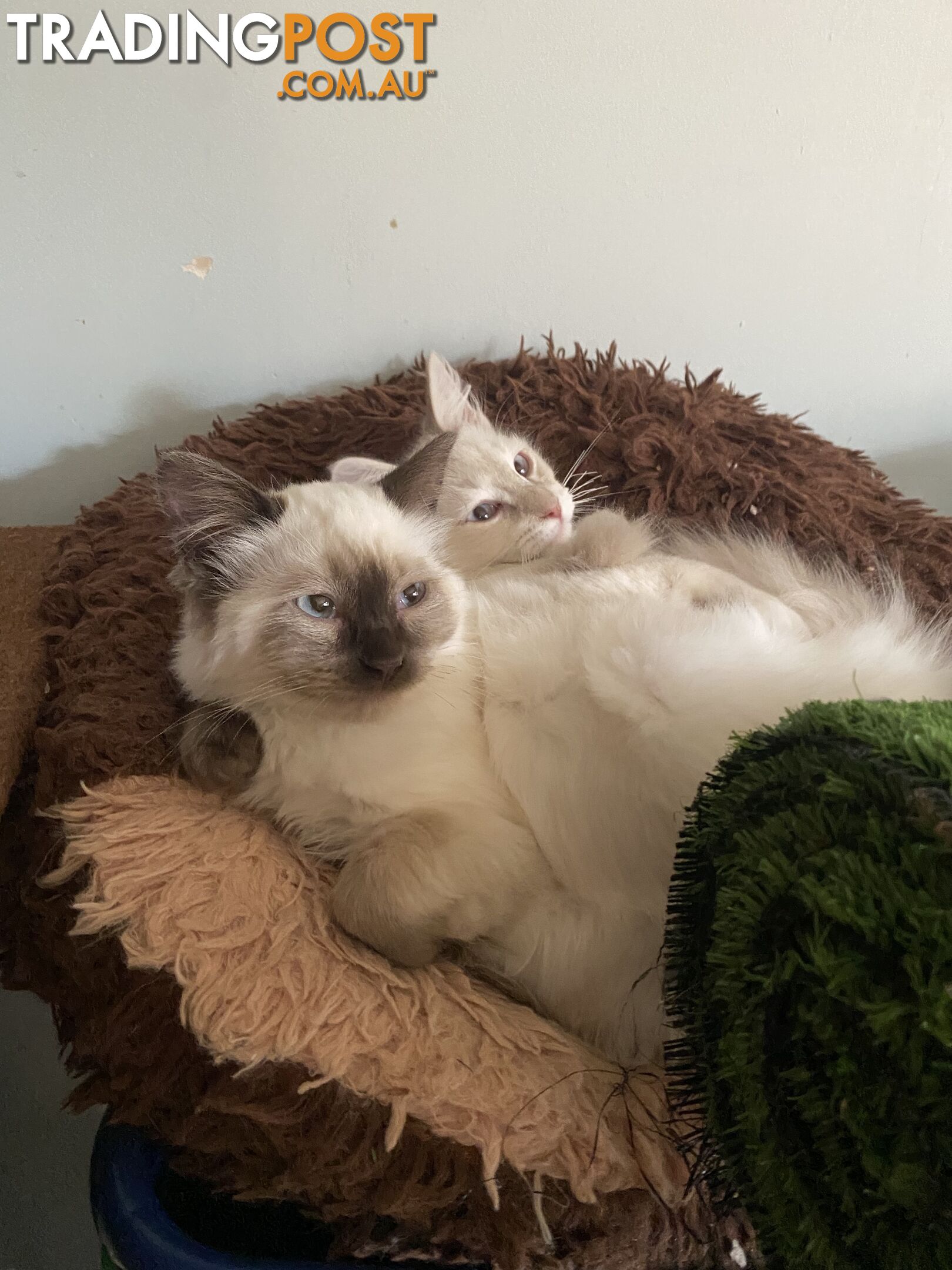 Beautifully Coloured Ragdoll Kittens 🐱 (TWO SOLD)