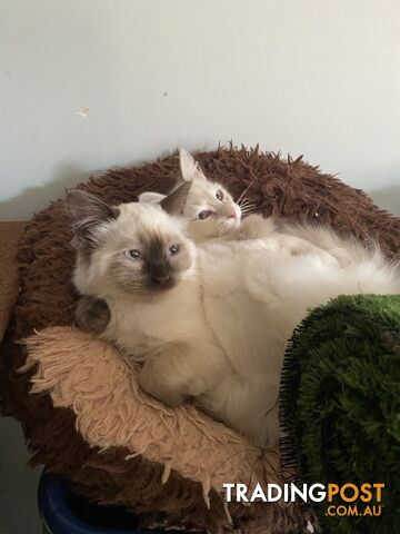 Beautifully Coloured Ragdoll Kittens 🐱 (TWO SOLD)