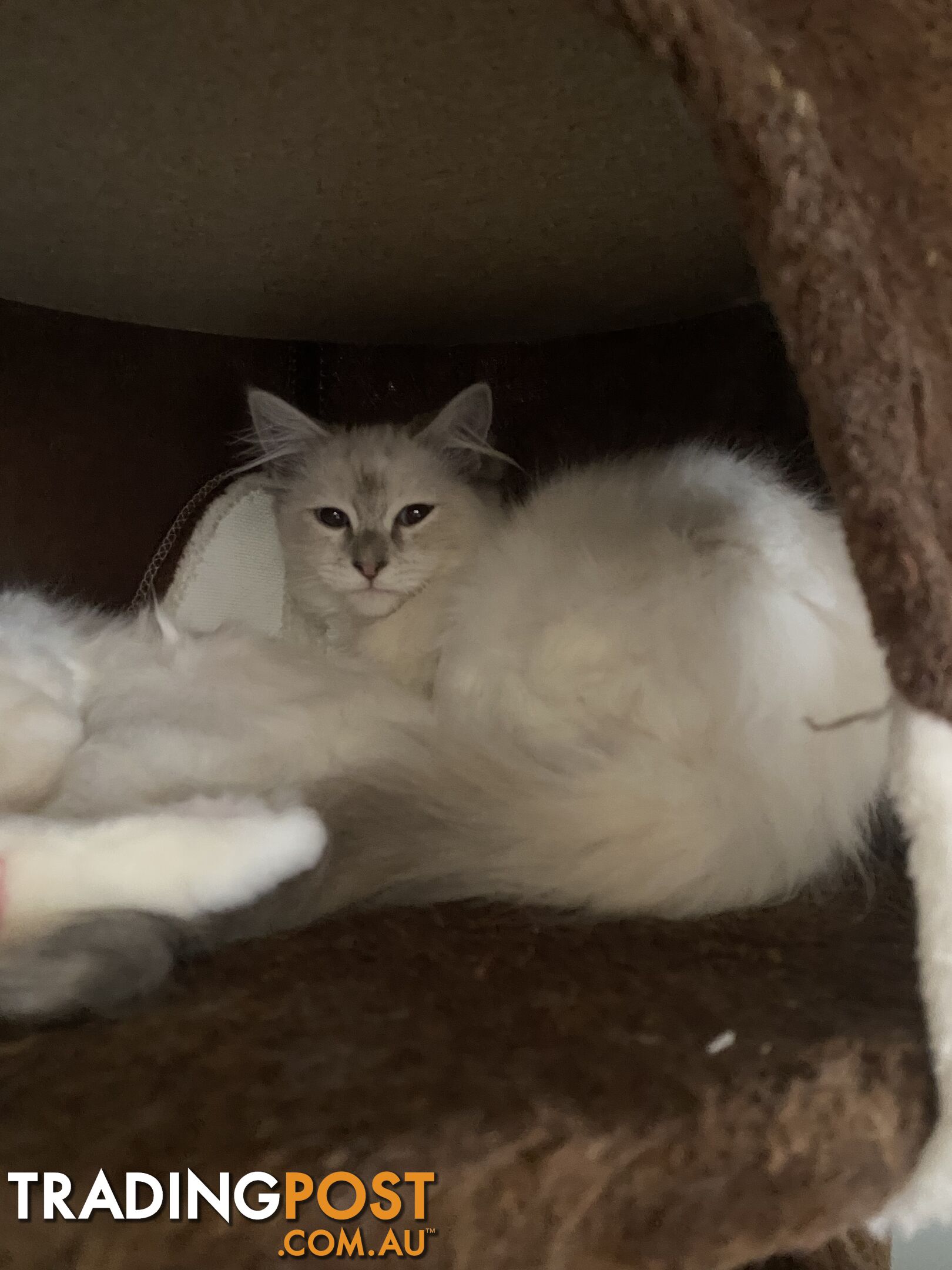 Beautifully Coloured Ragdoll Kittens 🐱 (TWO SOLD)