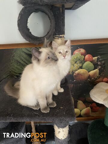 Beautifully Coloured Ragdoll Kittens 🐱 (TWO SOLD)