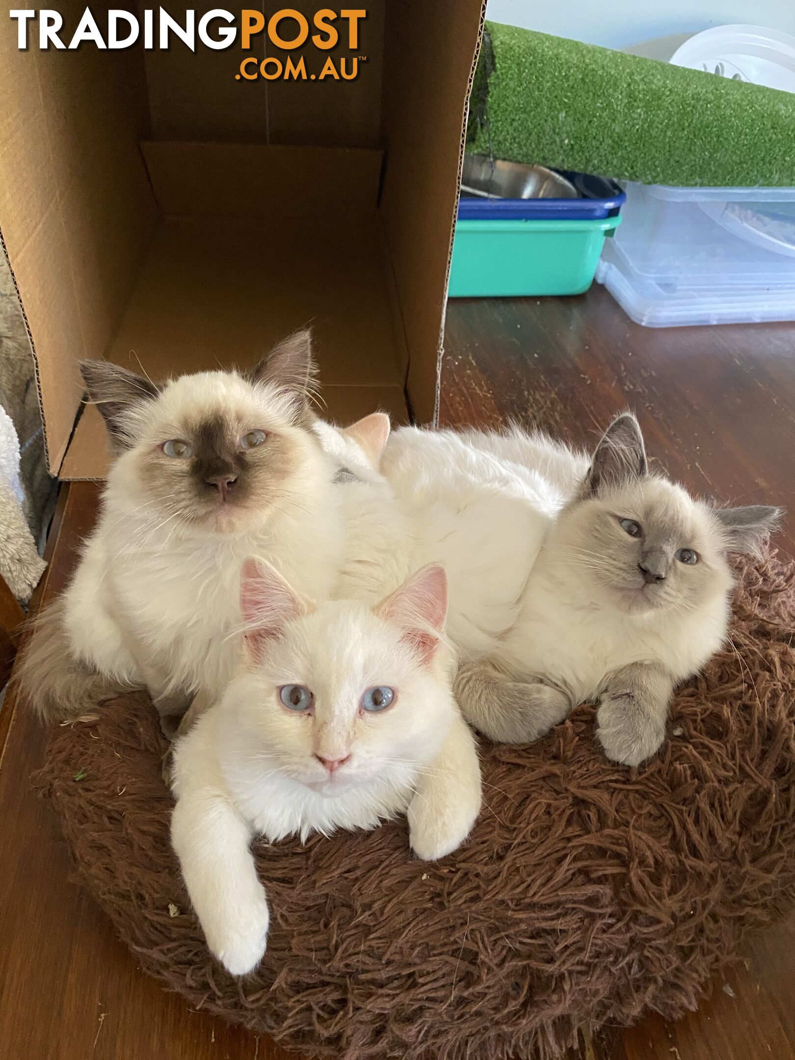 Beautifully Coloured Ragdoll Kittens 🐱 (TWO SOLD)