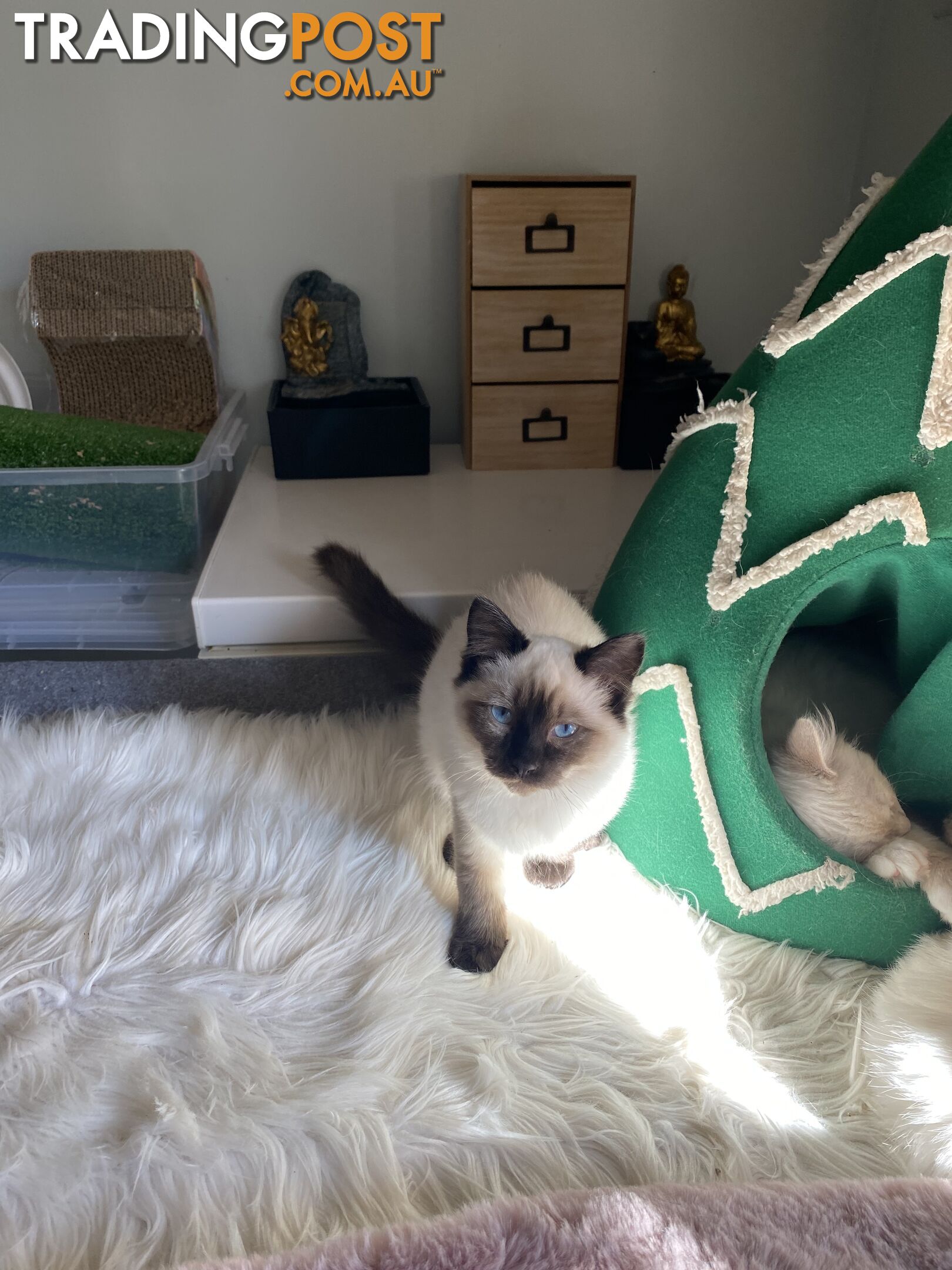 Beautifully Coloured Ragdoll Kittens 🐱 (TWO SOLD)