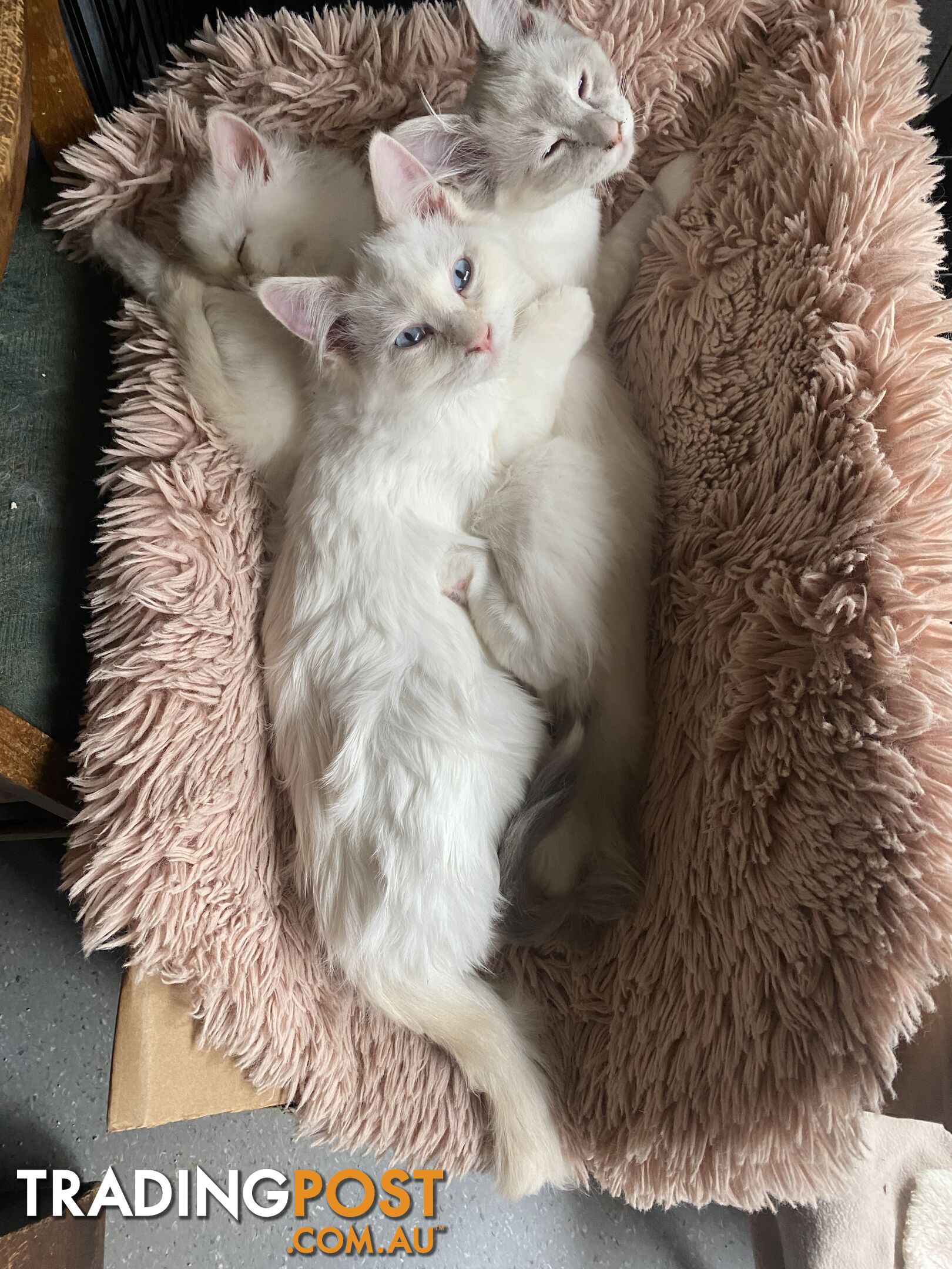 Beautifully Coloured Ragdoll Kittens 🐱 (TWO SOLD)