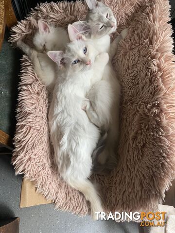 Beautifully Coloured Ragdoll Kittens 🐱 (TWO SOLD)