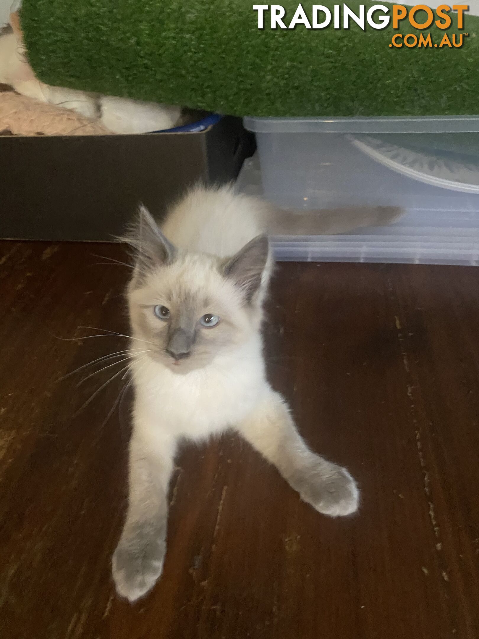 Beautifully Coloured Ragdoll Kittens 🐱 (TWO SOLD)