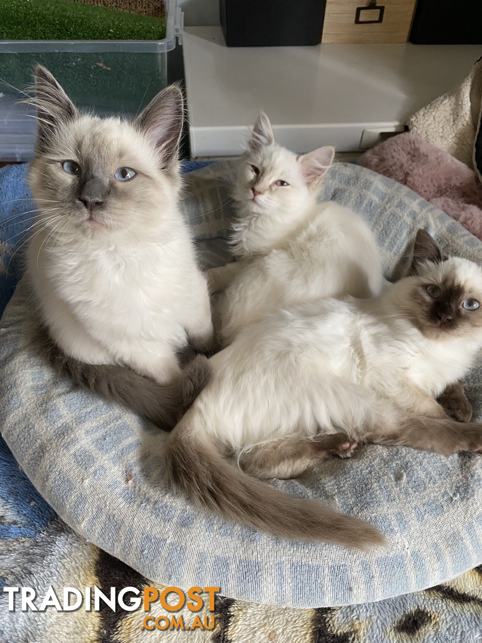 Beautifully Coloured Ragdoll Kittens 🐱 (TWO SOLD)