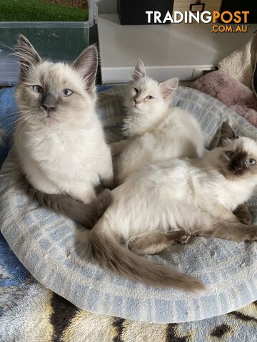 Beautifully Coloured Ragdoll Kittens 🐱 (TWO SOLD)